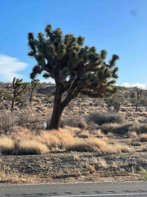 Joshua Tree National Park - Cozy Palms Getaway Twentynine Palms Exterior foto